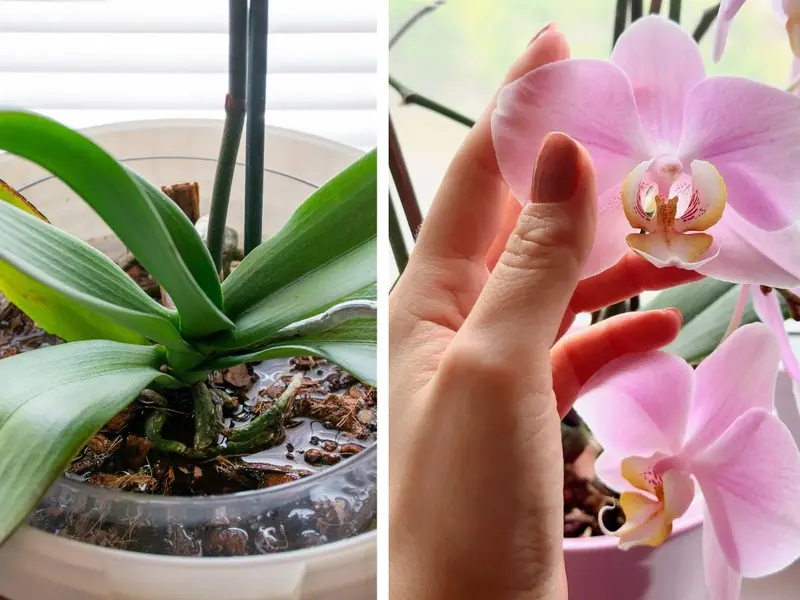 3 fertilizantes naturales para que tu orquídea se llene de flores aunque esté marchita