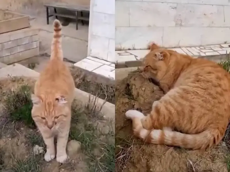 Hachiko, la gata que esperó siete años a su dueño en un cementerio ruso