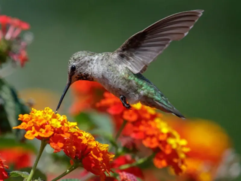 ¿Qué significa ver o que se te acerque un colibrí sin motivo aparente?