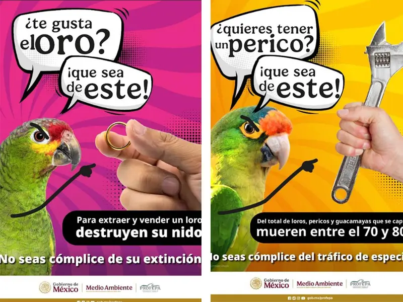 Profepa inicia campaña para concientizar sobre el robo de periquitos tras video viral