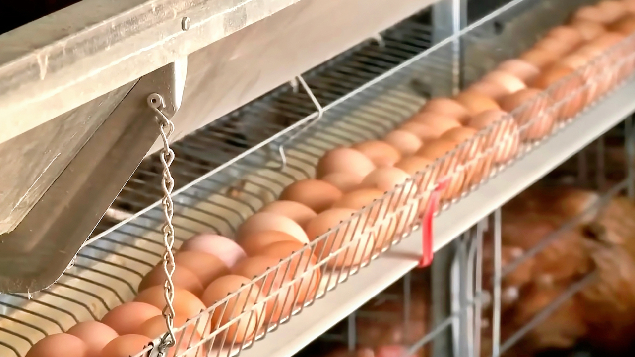 Estados Unidos importa huevos de Corea del Sur y Turquía para frenar alza de precios por gripe aviar