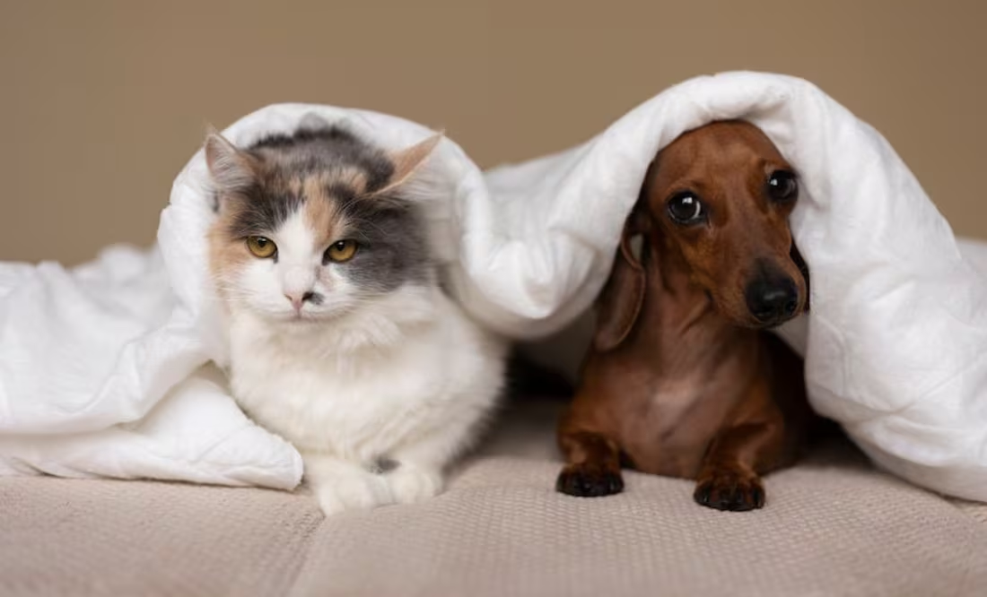 Diferencias de personalidad entre amantes de perros y gatos; ¿qué dice la ciencia?