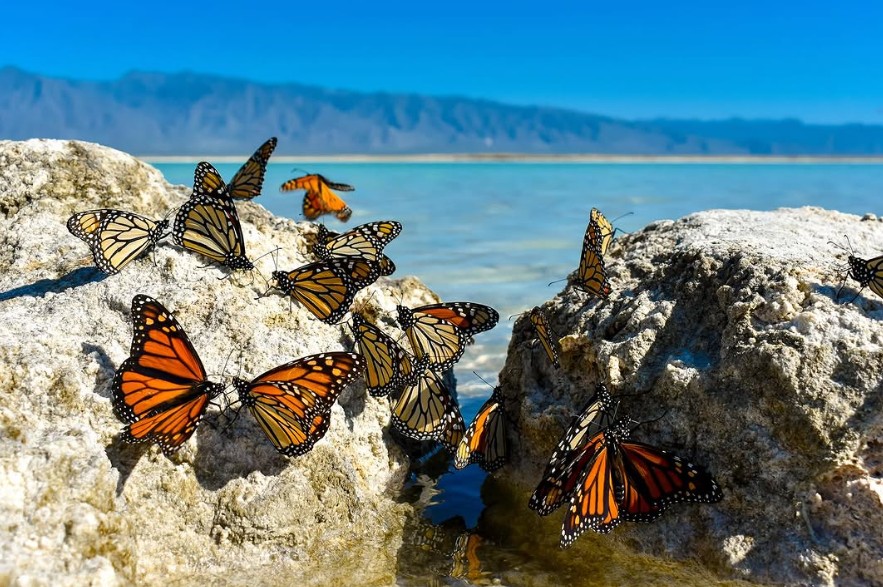 Espera Coahuila paso de Mariposa Monarca