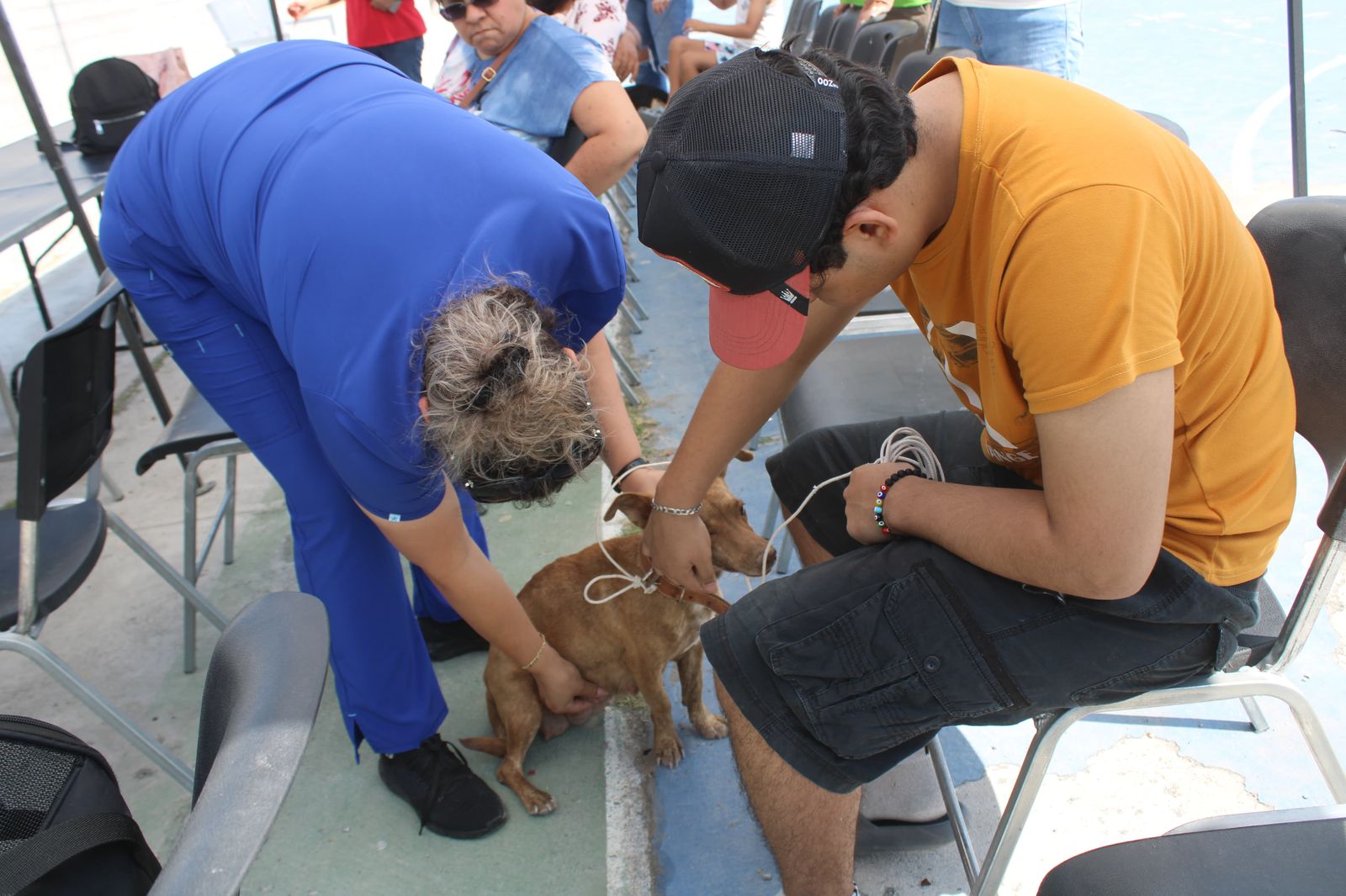 Realiza 4 C campaña de esterilización de mascotas