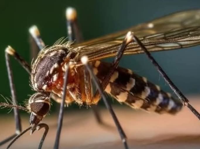 Confirman primeros casos de dengue en la Carbonífera