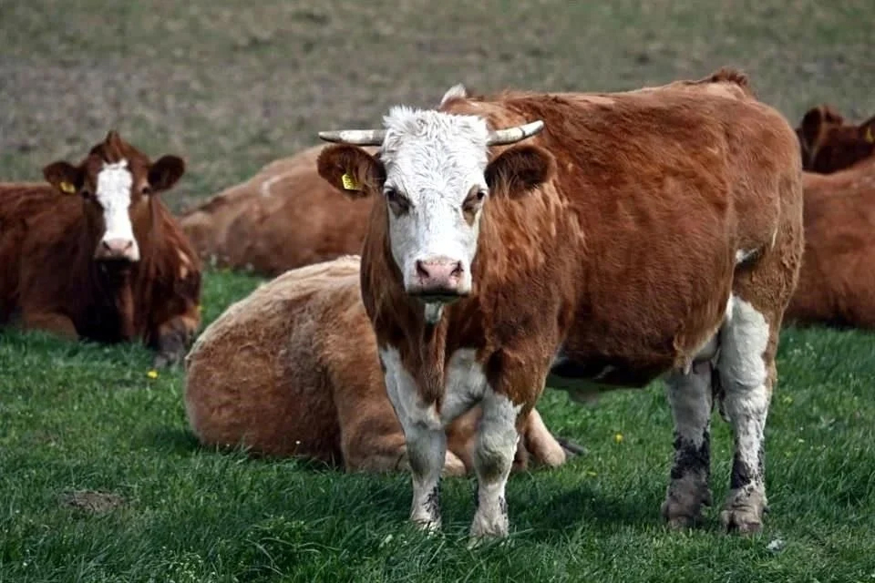 Restringiría EU importación a ganado mexicano por el gusano barrenador