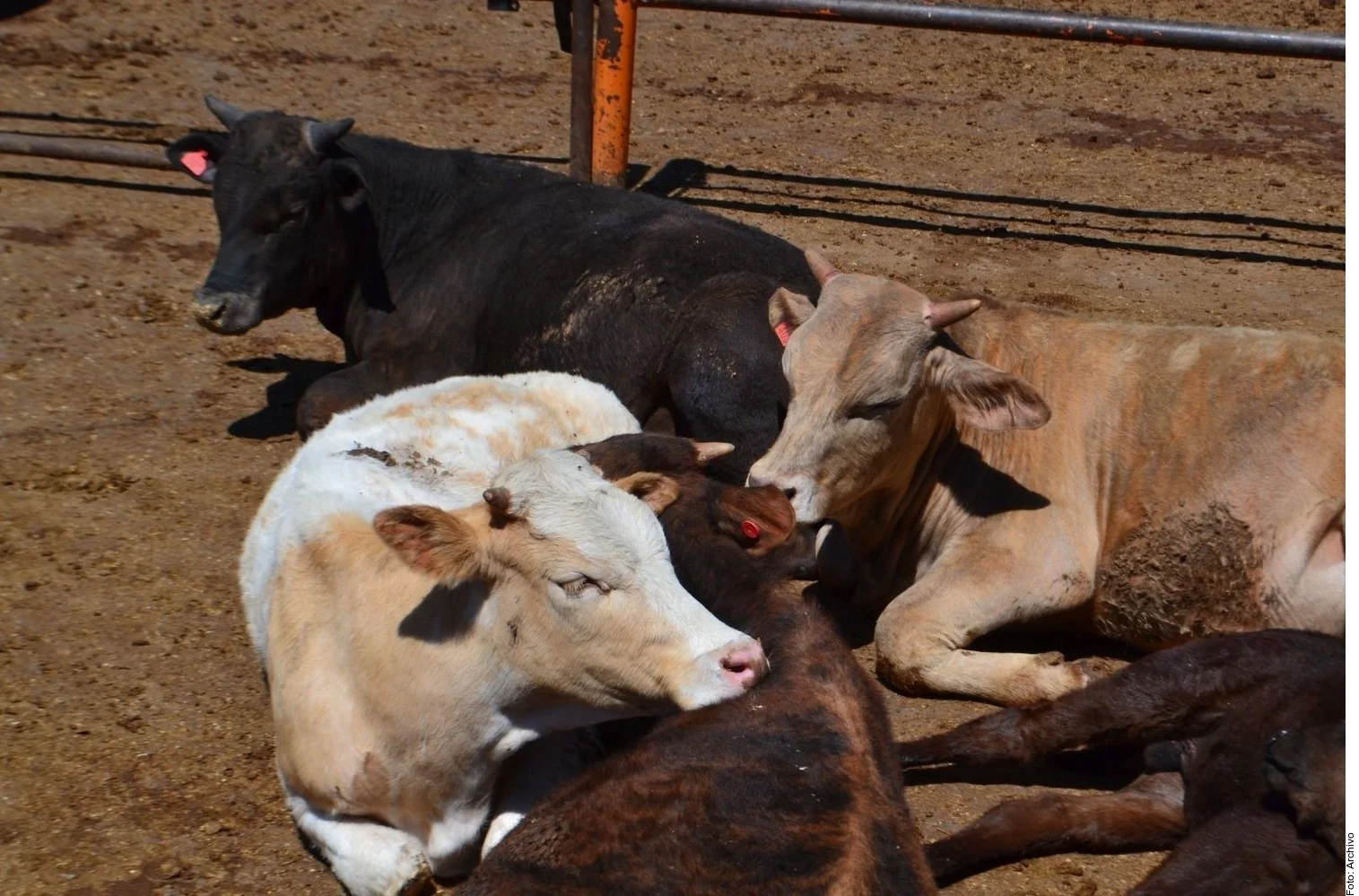 Pactan tema de manejo del gusano barrenador