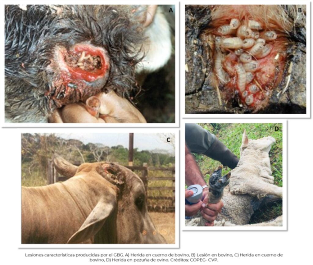 ¿Puede afectar a humanos y cómo identificar una larva?