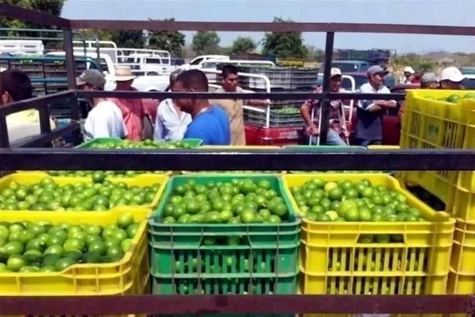 Paran limoneros por violencia en Apatzingán