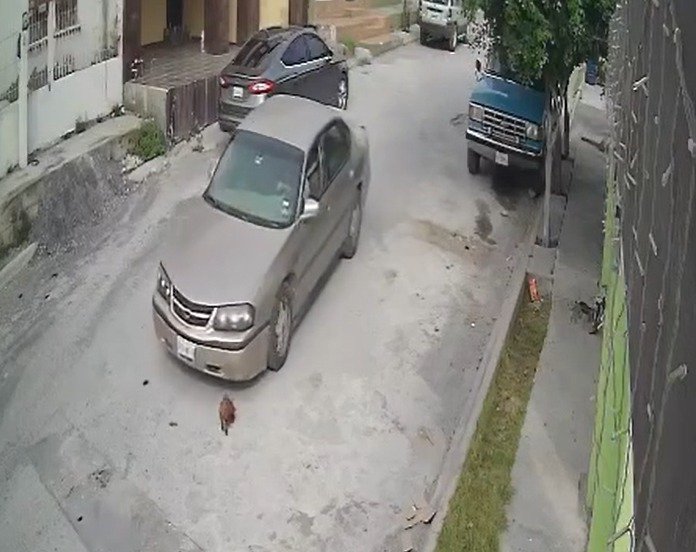 Inhumano chofer arrolla perrito y se da a la fuga