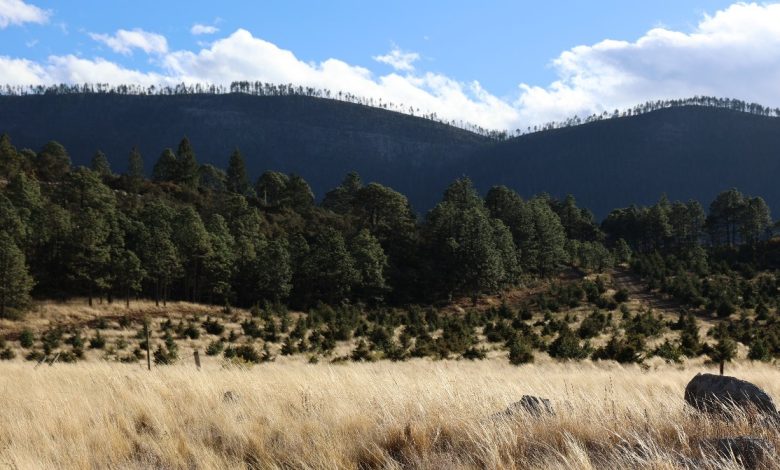 Llama Ejército a cuidar y proteger la naturaleza
