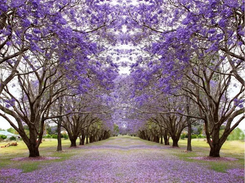 ¿Cómo hacer florecer un árbol de jacarandas?