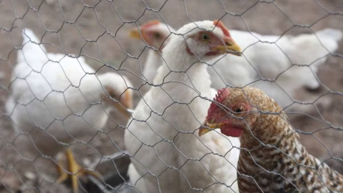 Fallece niña de 3 años por influenza aviar H5N1, el primer caso detectado en México