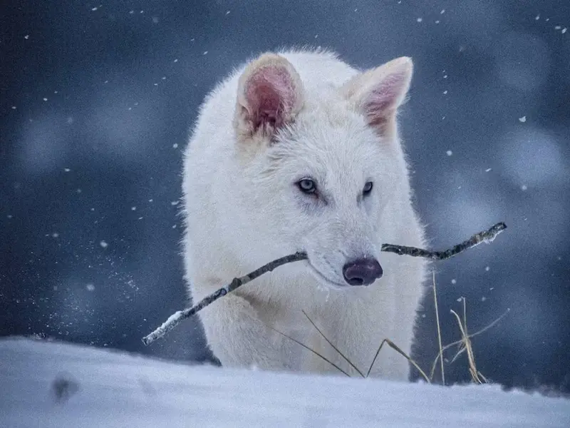 ¿Por qué se extinguió el lobo terrible?