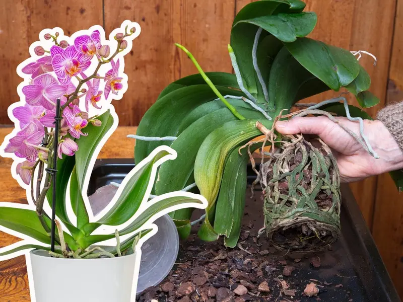 ¿Cómo transplantar una orquídea sin dañar las raíces para que no se marchite?