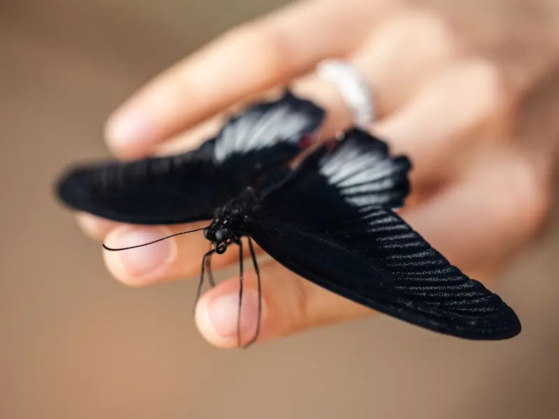 ¿Qué significa que una mariposa negra entre a tu casa? según el Feng Shui