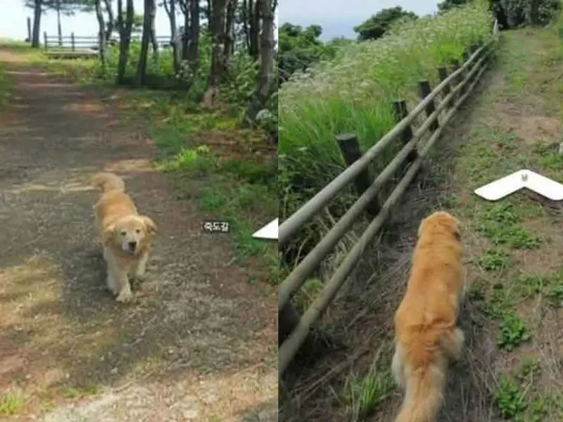 Perrita logra colarse en miles de fotos de Street View y ahora es famosa en Corea del Sur