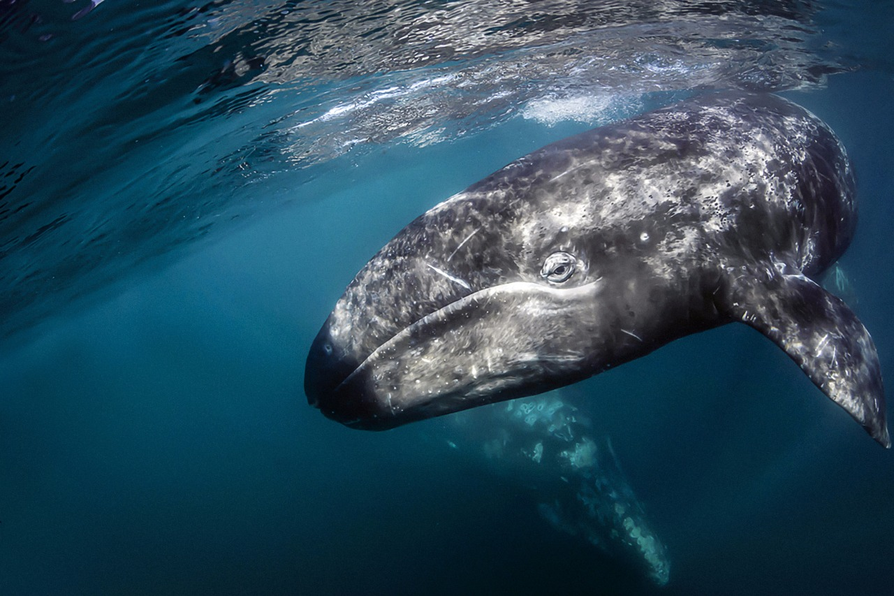 Alerta por 84 pérdidas de ballena gris y la tasa de nacimientos más baja de la historia