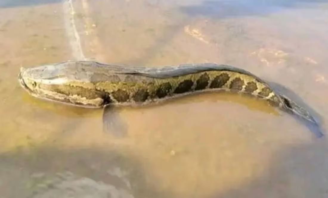 Estados Unidos emite alerta por presencia de pez cabeza de serpiente; ¿qué es y por qué representa una amenaza?