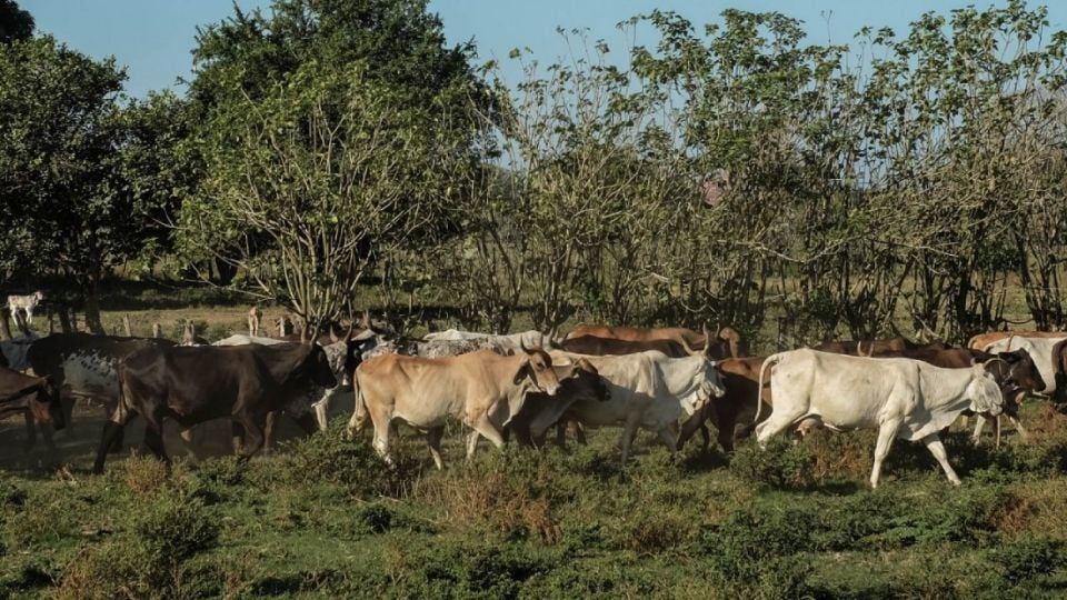 EU afirma que México enviará más agua a Texas para compensar déficit y logra acuerdo sobre gusano barrenador
