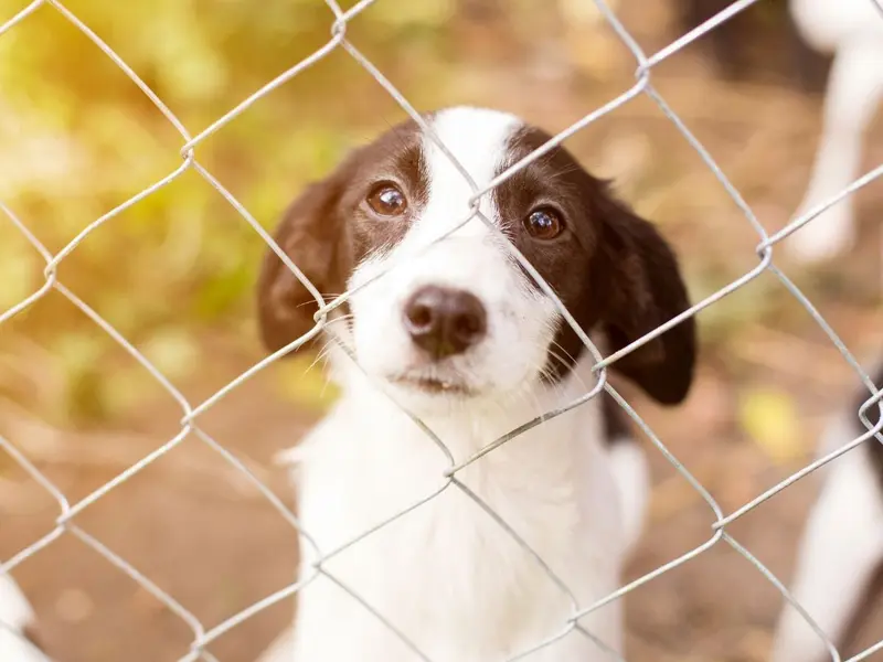 ¿Cómo los perros perdidos encuentran el camino de regreso a casa?