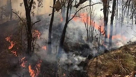 Avanza control de incendio en Maderas del Carmen
