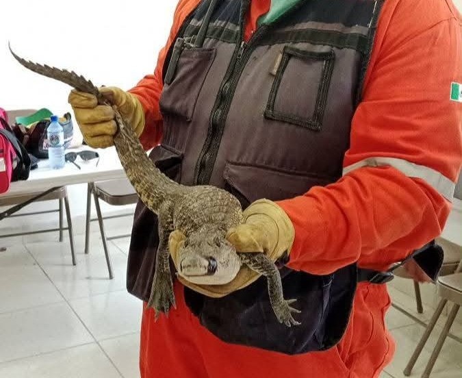 Reclaman a cocodrilo rescatado en Múzquiz