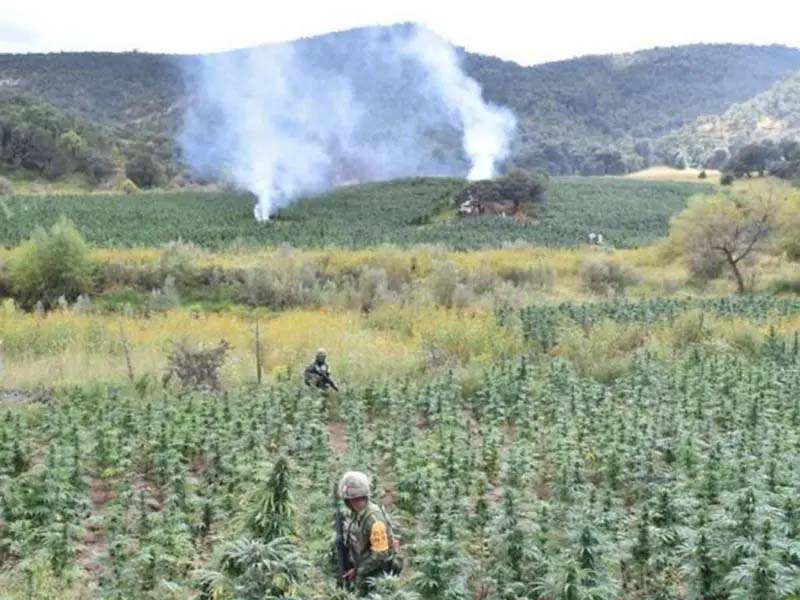 Destruye Ejército y FAM 376 plantíos de drogas