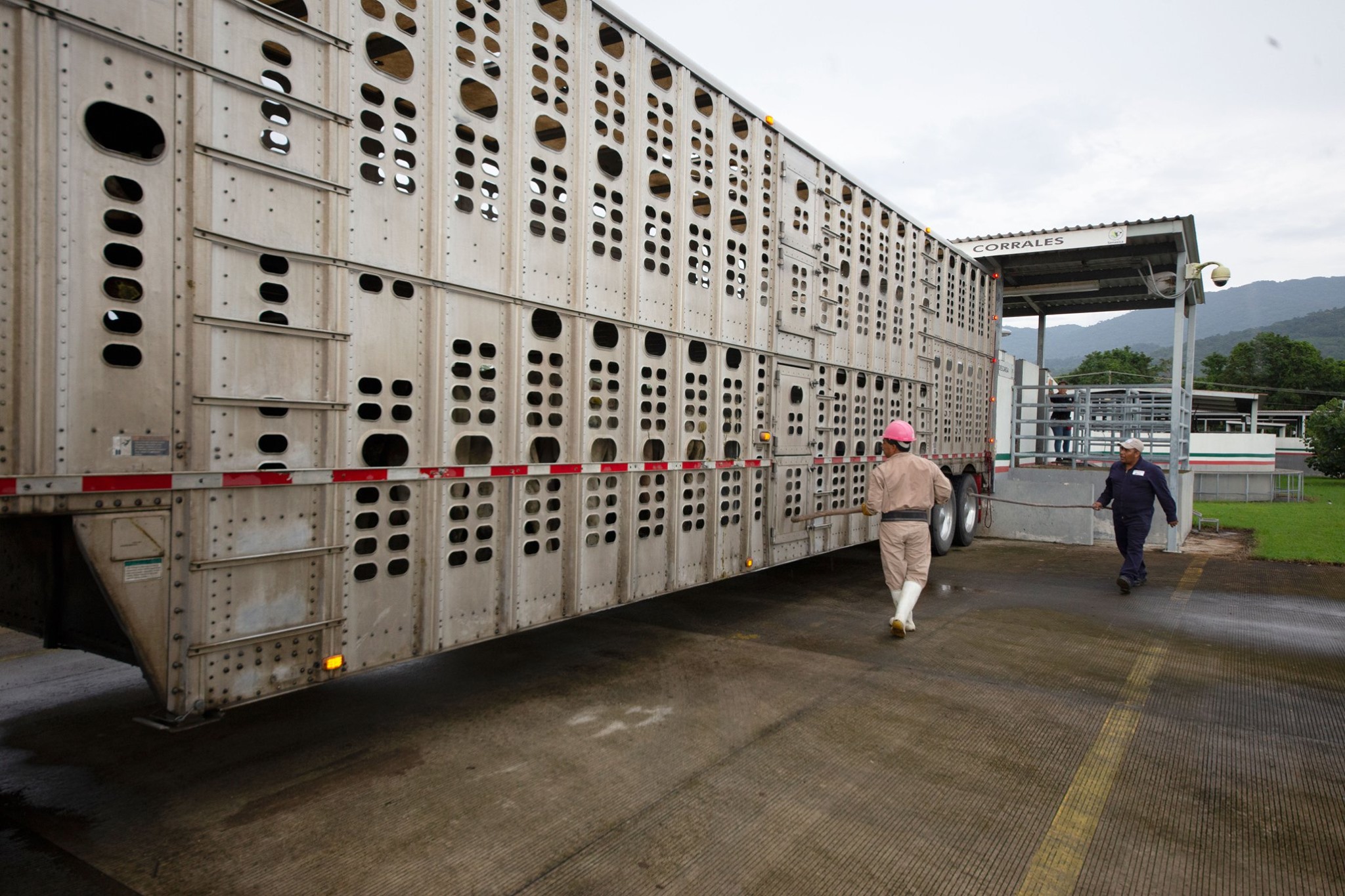 Rechaza EU embarque de ganado cieneguense