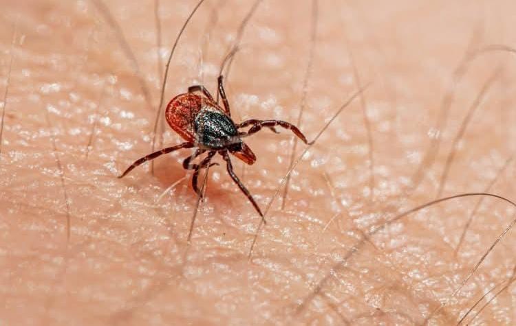 Confirman primer caso de rickettsiosis en región