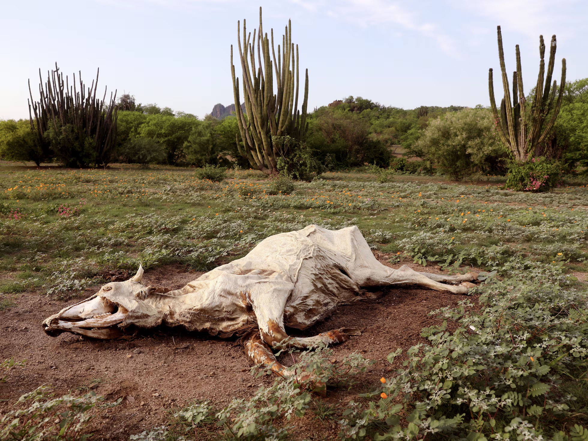 Sufre sequía la mitad del territorio nacional