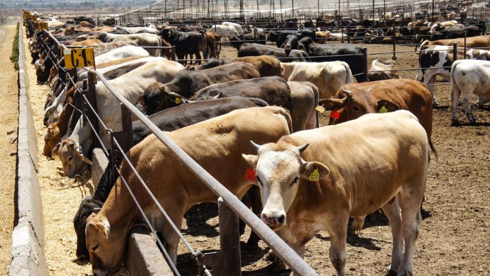 Malas medidas de la 4T cierran frontera de México y Estados Unidos: Secretaría Federal Americana de Agricultura
