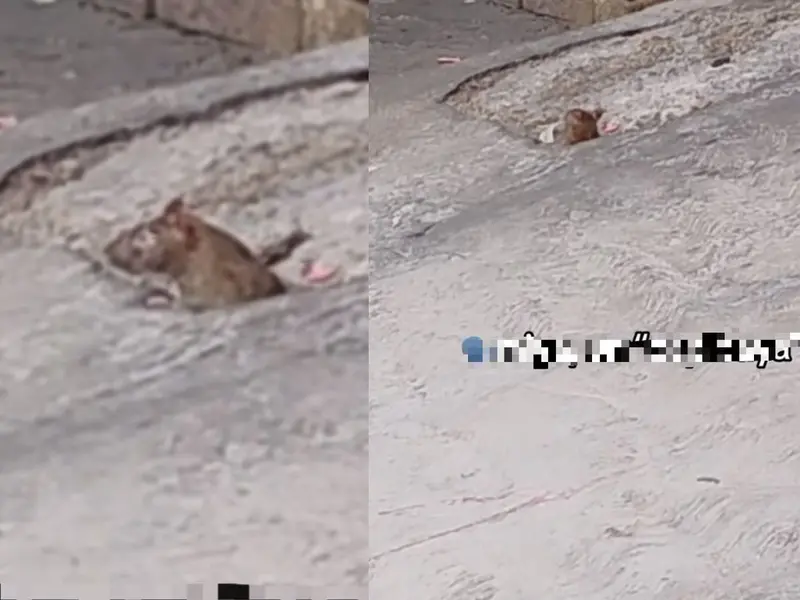 VIDEO: Niño confunde una rata con un capibara ahora es tendencia