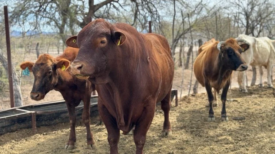 EU suspende inmediatamente la importación de ganado desde México por la rápida propagación del gusano barrenador
