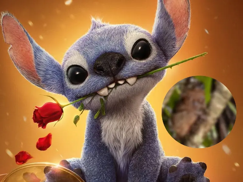 ¿Qué animal es Stitch?; en esta tierna especie se inspiraron para crearlo