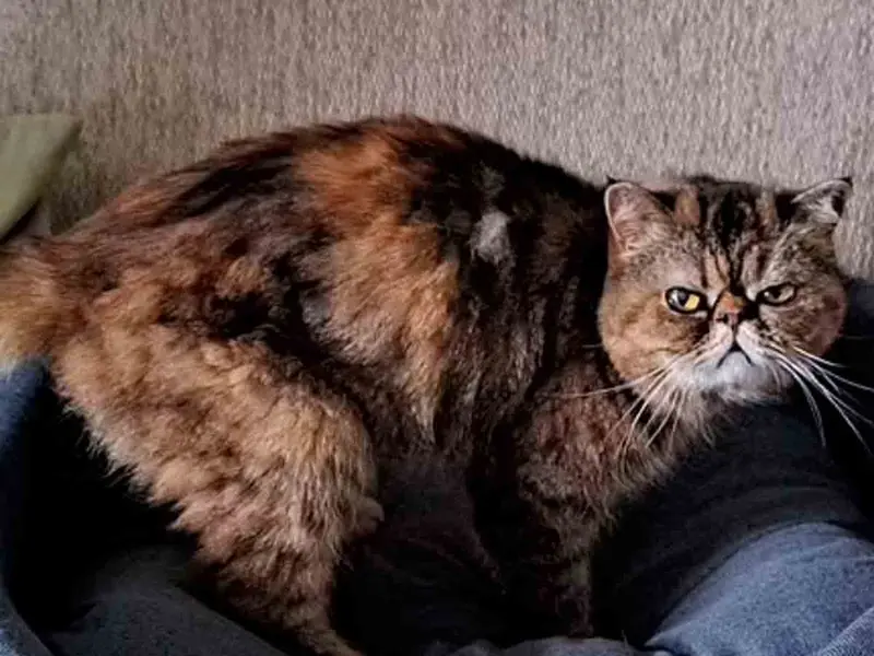 Leila, la gatita que sobrevivió 23 días bajo tierra bebiendo cerveza y bichos