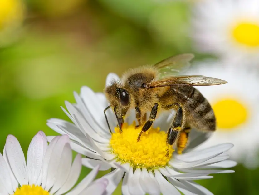¿Qué hacen las abejas cuando se cansan?