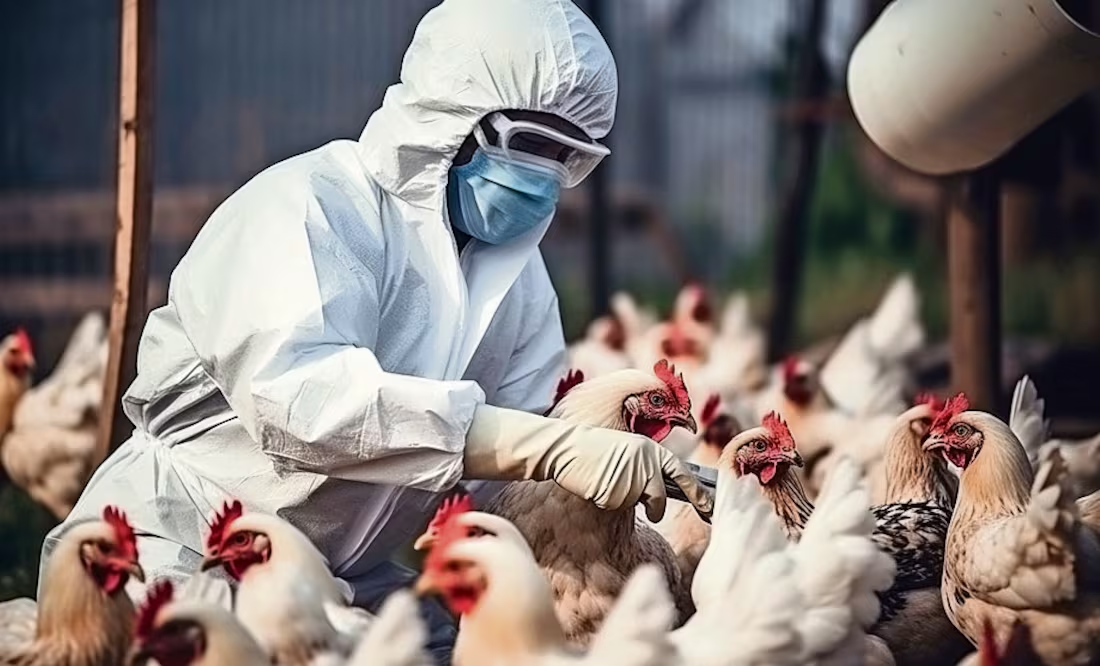 Brasil suspende exportación de pollo a China, Europa y Argentina por gripe aviar; aplican medidas de contención y erradicación