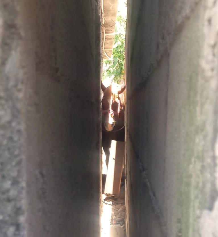 Autoridades de Frontera rescatan a caballo en la colonia Guadalupe Borja