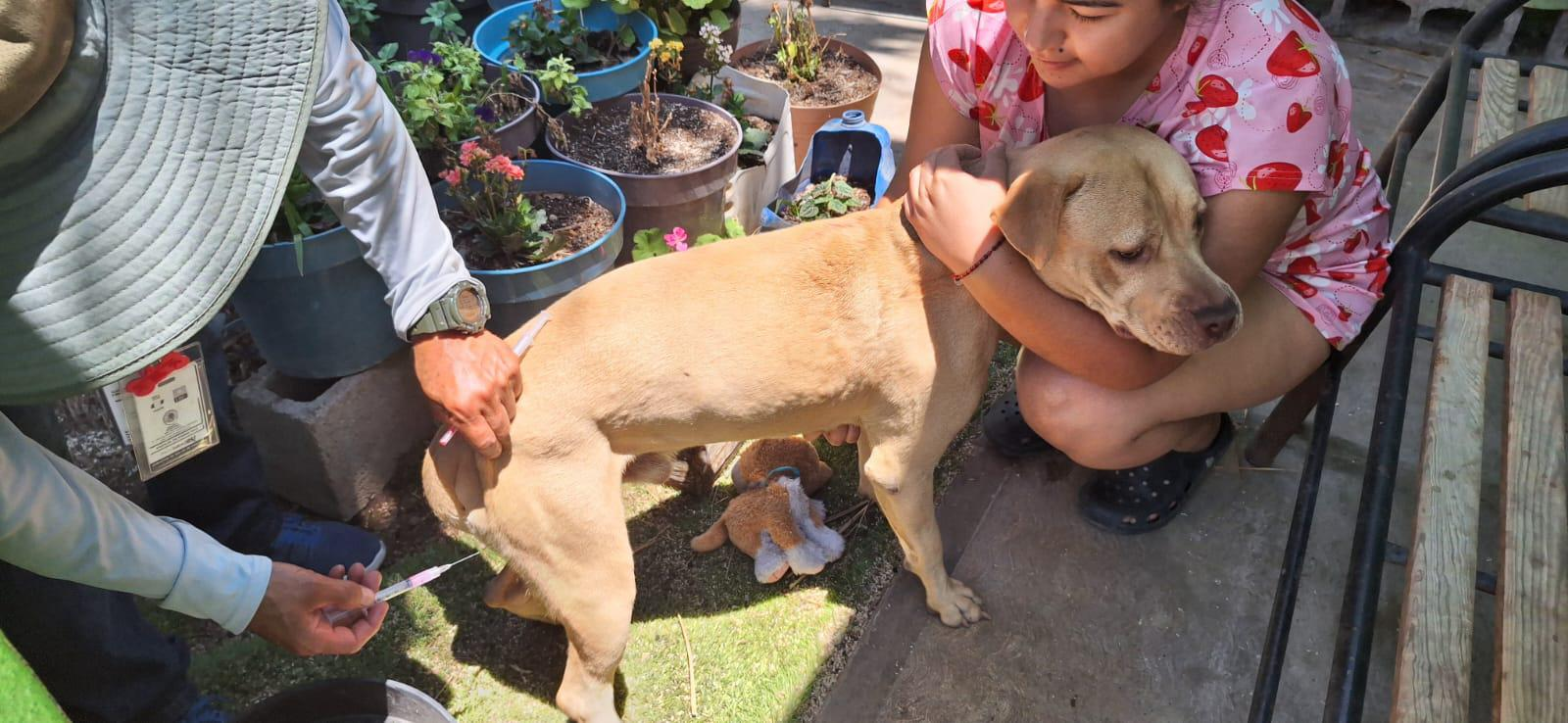 Siguen protegiendo la salud de las mascotas en Ramos Arizpe