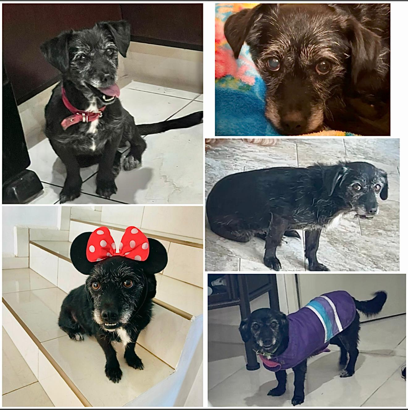 Se ofrece recompensa a quien de información de perrita extraviada