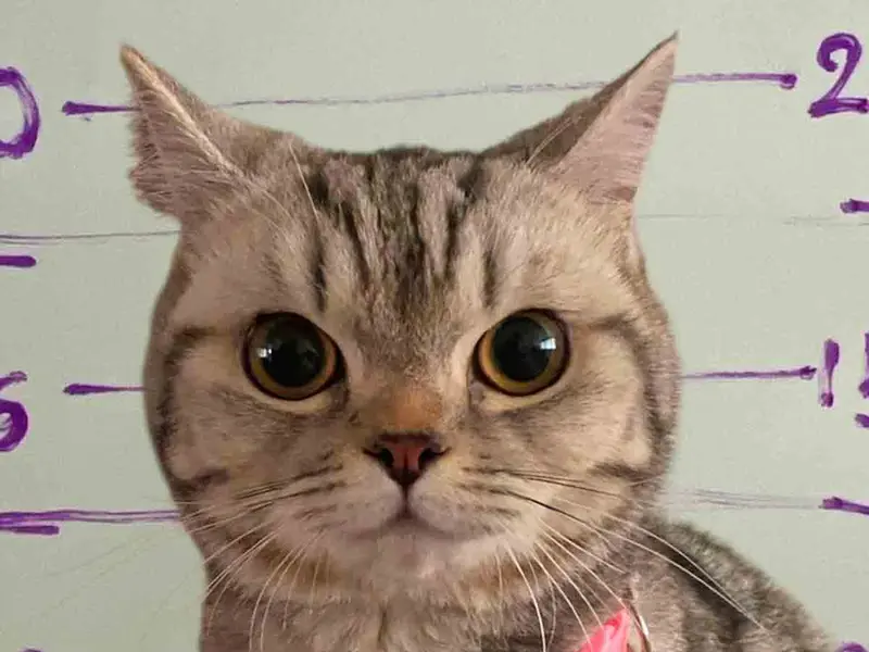 Gatita «delincuente» muerde a policías en Tailandia y termina arrestada