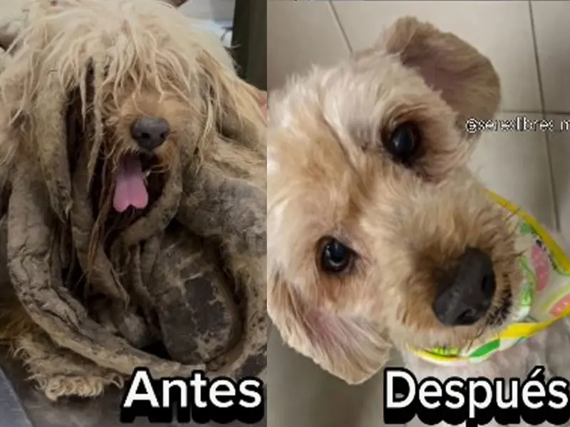 VIDEO: A ‘Soñador’ le quitan 5 kilos de peso; así luce ahora el perro rescatado en la CDMX