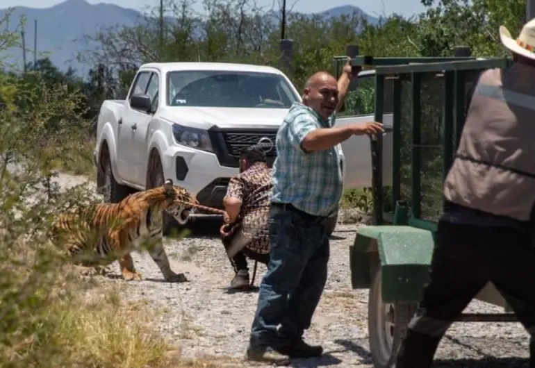 Capturan tigre en Nuevo León