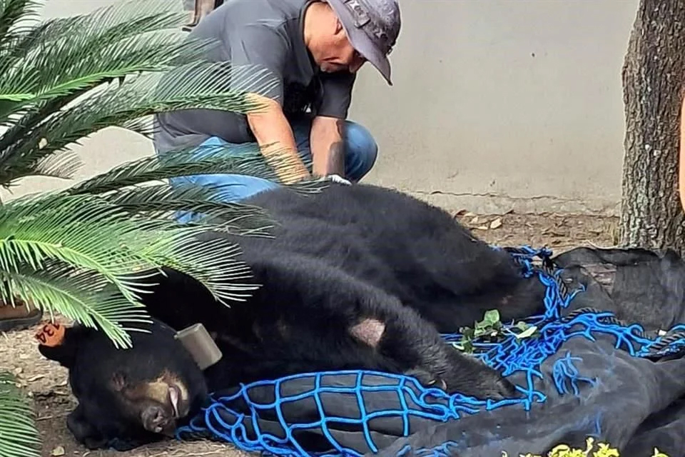 Capturan a oso que merodeaba en Allende