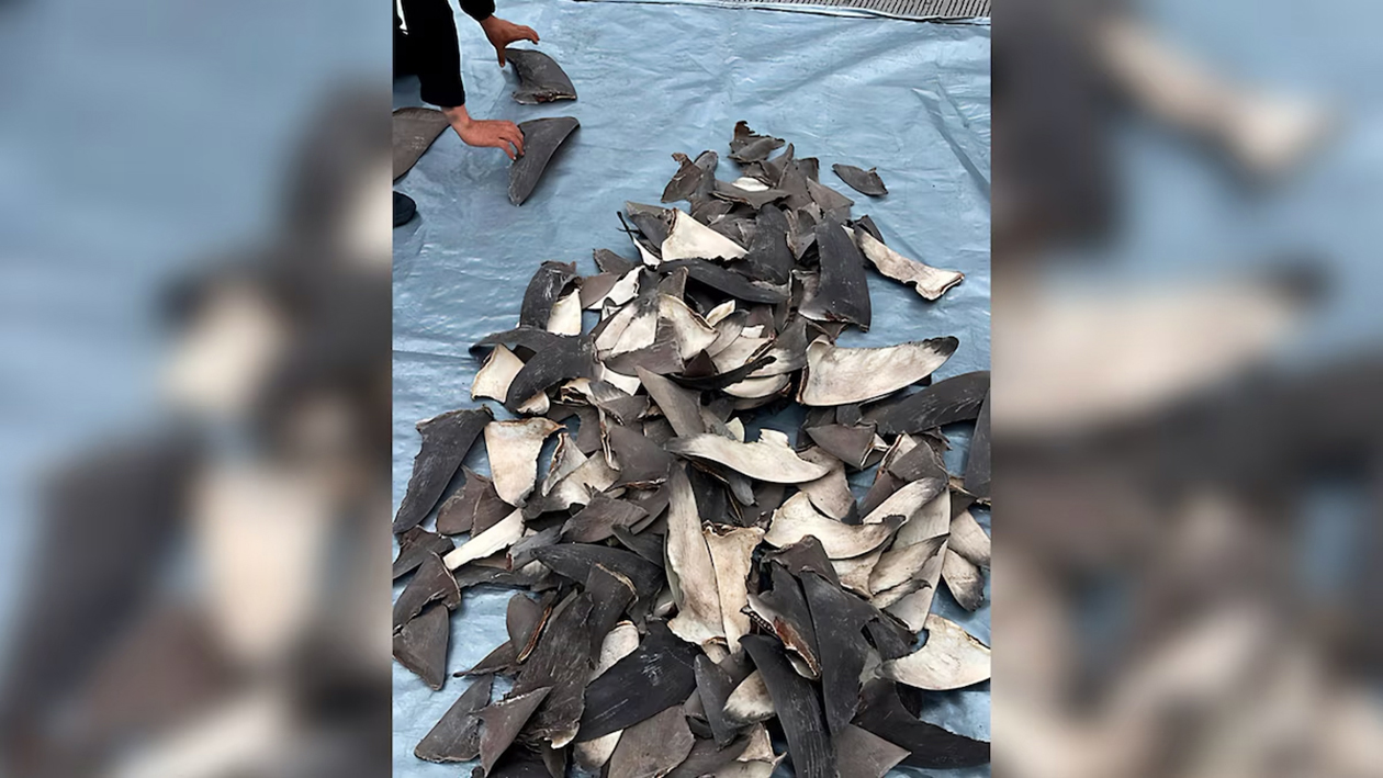 Decomisan más de 2.400 kilos de aletas de tiburón