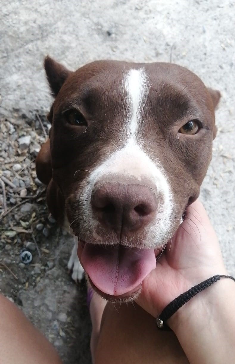 Pagará 30 mil pesos por asesinar pitbull