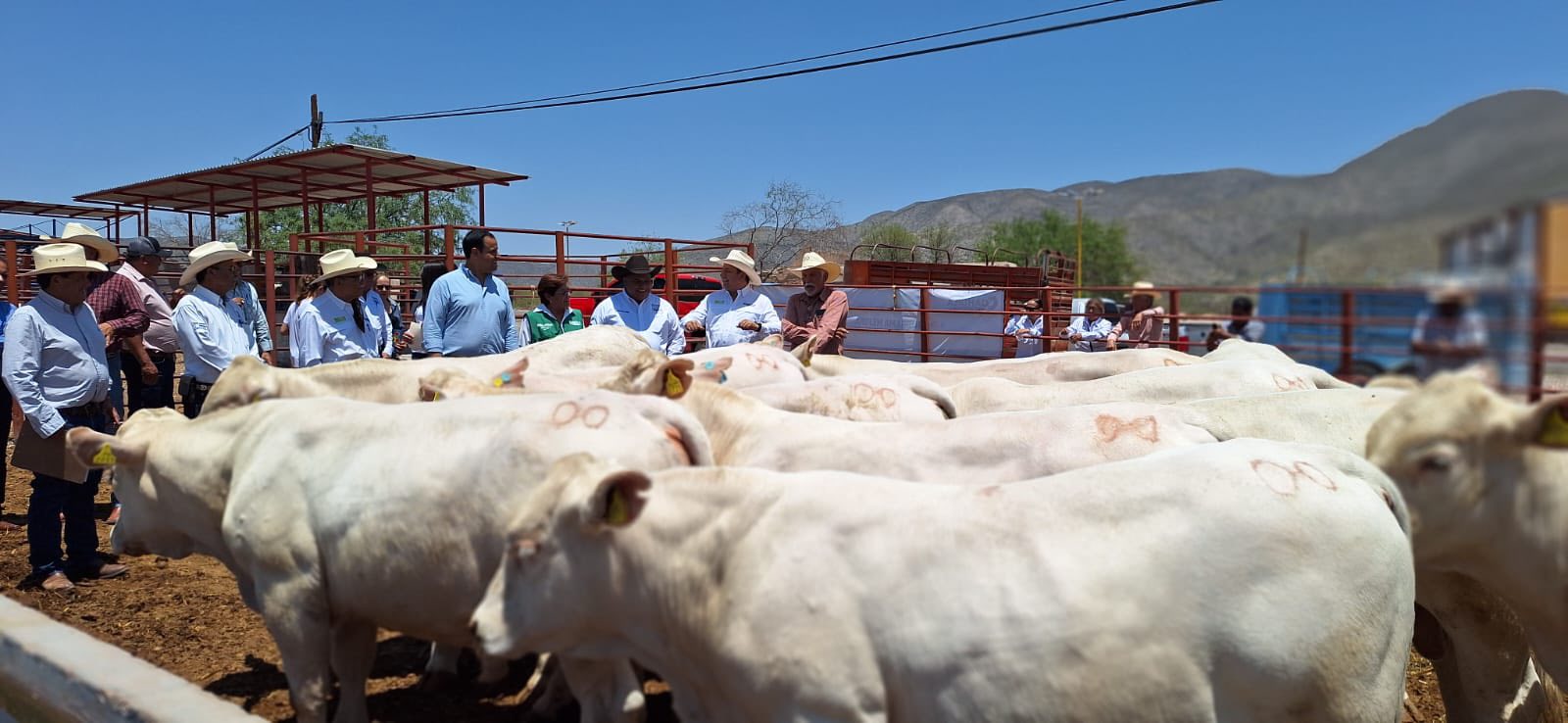 Entregan sementales a criadores de Coahuila