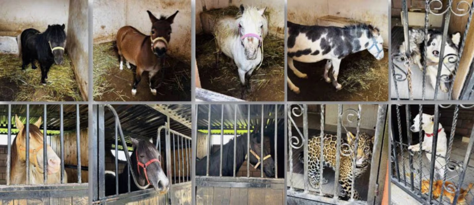 Aseguran «zoológico» en operativo