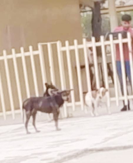 Escuelas cierran paso a los perros